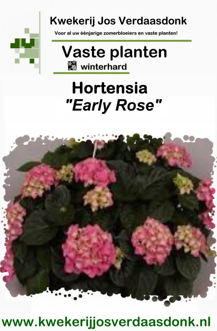 Hydrangea Early Rose